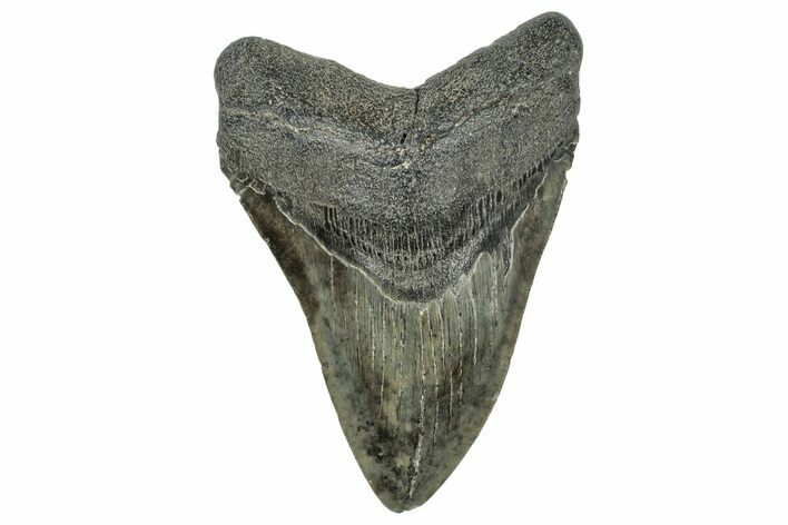 Fossil Megalodon Tooth - South Carolina #327554
